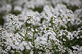 Lobularia hybrida Stream White