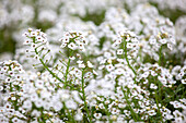 Lobularia maritima 'White Stream'