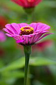 Zinnia elegans