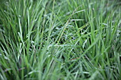 Briza media Medium quaking grass