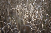 Bromus secalinus