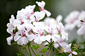 Pelargonium peltatum Happy Face® White