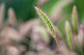Setaria viridis 'Caramel'