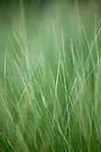 Stipa tenuissima 'Ponytails' (Ponytails)