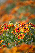 Helenium, yellow-red