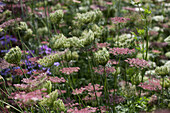 Daucus wild carrot Papillon