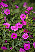 Calibrachoa x hybr. Kabloom Deep Pink