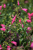 Penstemon x mexicali Carrillo Red 