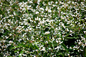 Euphorbia hypericifolia 'Mont Blanc'