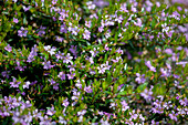 Cuphea hyssopifolia Cupid™ Purple