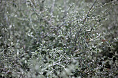 Helichrysum petiolare 'Silverstar'