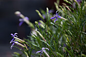 Isotoma hybrida Laurentia Blue
