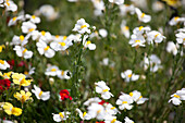 Nemesia 'Neminio'® White'