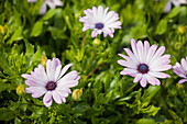 Osteospermum ecklonis 'Zanzibar® Pink Glow'