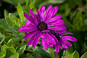 Osteospermum 'Osticade™ Purple'