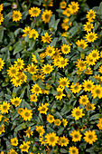 Sanvitalia procumbens 'Show Compact Yellow'