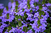 Scaevola saligna 'Saphira'(s)