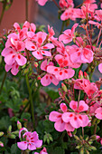 Pelargonium 'Summerpearls'