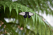 Schmetterling