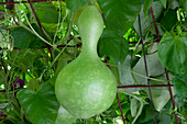 Cucurbita lagenaria