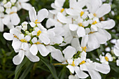 Iberis sempervirens 'Snowflake