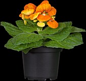 Calceolaria herbeohybrida