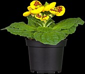 Calceolaria herbeohybrida