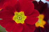 Primula vulgaris