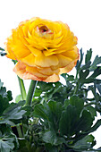 Ranunculus asiaticus