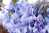 Hyacinthus orientalis