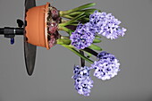 Hyacinthus