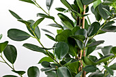 Ficus microcarpa 'Moclame