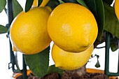 Citrofortunella 'Vulcan Lemon'