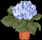 Hydrangea macrophylla, blue