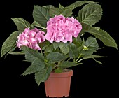 Hydrangea macrophylla, pink