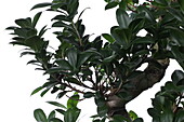 Ficus Microcarpa