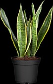 Sansevieria trifasciata var. laurentii