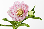 Helleborus orientalis Spring Promise Lily
