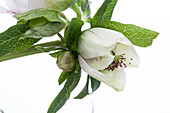 Helleborus orientalis Spring Promise