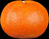 Citrus x aurantium (Clementine)
