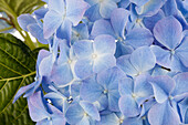 Hydrangea macrophylla, blue