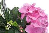 Hydrangea macrophylla, pink