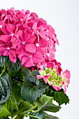 Hydrangea macrophylla