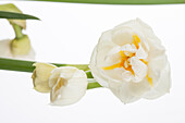 Narcissus Bridal Crown