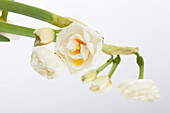 Narcissus Bridal Crown