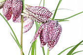 Fritillaria meleagris