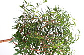 Myrtus communis Bridal Myrtle