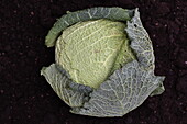 Brassica oleracea var. capitata var. sabauda