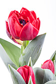 Tulipa