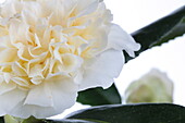 Camellia Japonica